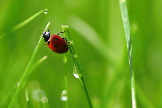 Beautiful color image of ladybugs in grass. Insect close up in nature.