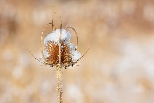Frozen thistle covered with snow