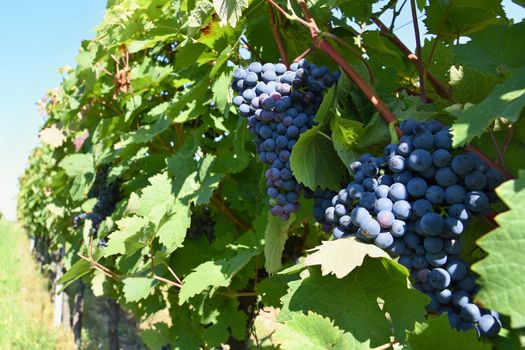 The wine in the vineyard. Wine region of South Moravia Czech Republic.