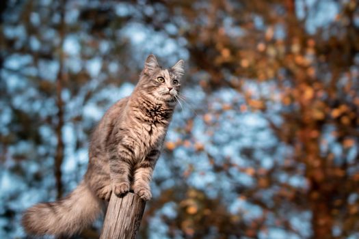 Cute gray cat climbed on a log while walking and looks into the distance