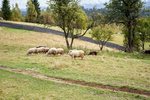 Flock of sheep grazing pasture at the foot of the Carpathian mountains