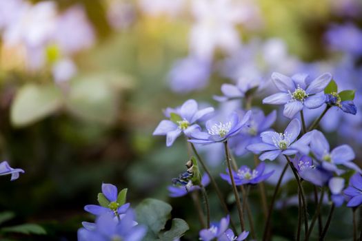 Magic spring atmosphere: Close up of violet spring flowers, liverleaf or hepatica