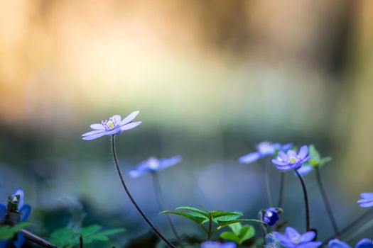Magic spring atmosphere: Close up of violet spring flowers, liverleaf or hepatica