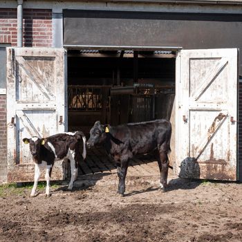 black and white spotted calves outside barn doors of old farm in the netherlands