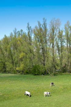 calves in grassy meadow with spring flowers on sunny spring day under blue sky in dutch part land van maas en waal