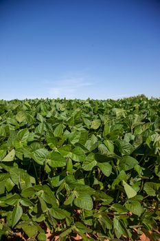 soy field against blue sky 