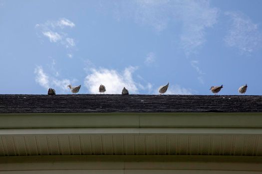 Birds on the roof 