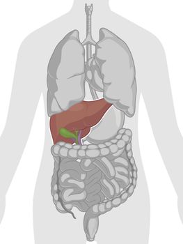 Human Internal Organ Anatomy Liver Body Part Cartoon Vector Drawing