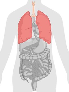 Human Internal Organ Anatomy Lungs Body Part Cartoon Vector Drawing