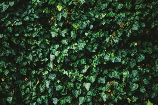 Green shrub wall as plant texture, nature background and botanical design