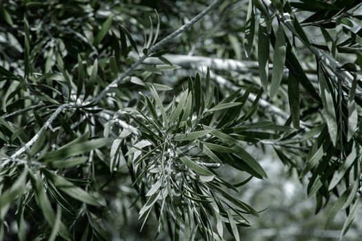Close-up of branches and leaves of an olive tree.