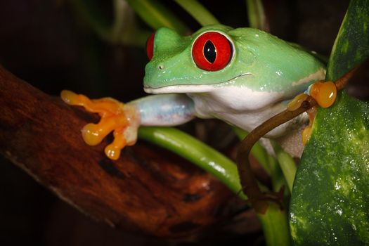 Nice red eyed tree frog between the plants