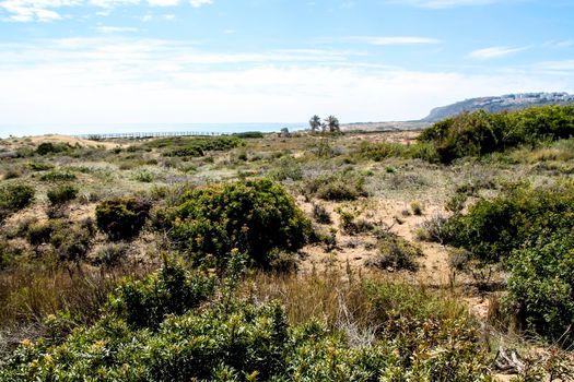 Dunes and vegetation in Arenales del Sol beach