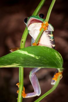 Red eyed tree frog climbs up