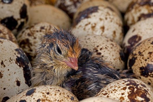 Common Quail Chicks and eggs