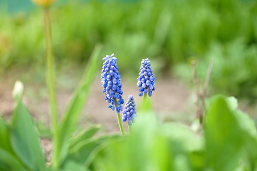Blue muscari flower plants, spring blooming season, selective focus.