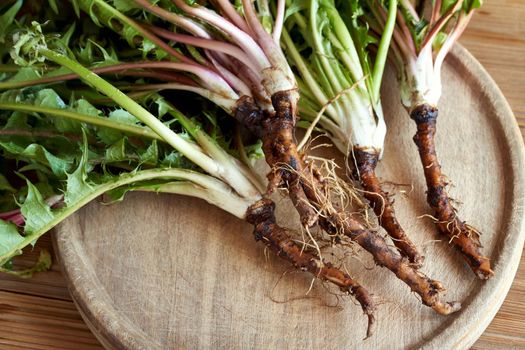 Fresh dandelion roots with leaves - herbal medicine