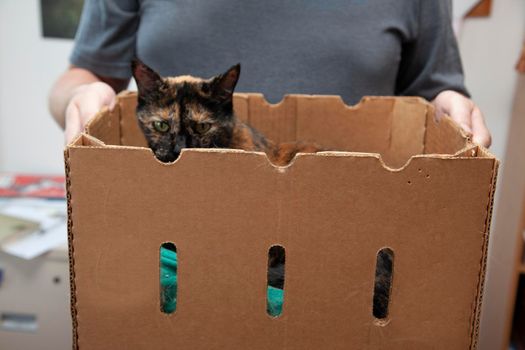 spoiled cat gets carried around in a box