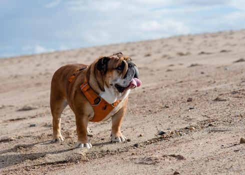 Red English British Bulldog in orange harness out for a walk in the seaside