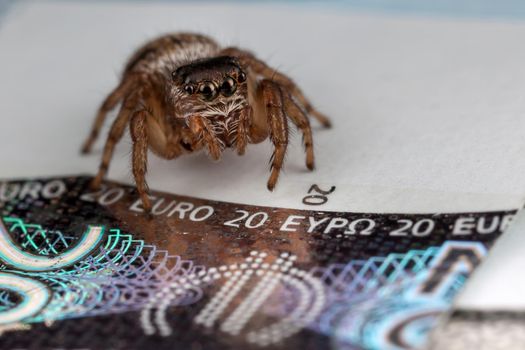 Jumping spider on twenty euros