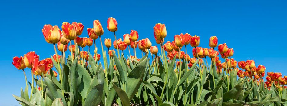 red and yellow tulips in field under blue sky
