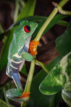Red eyed tree frog is great clamber