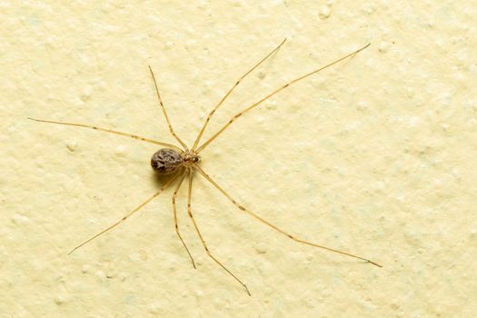Image of daddy long legs spiders on the floor. Insect. Animal.