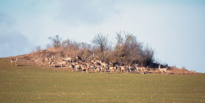 herd of european roe deer