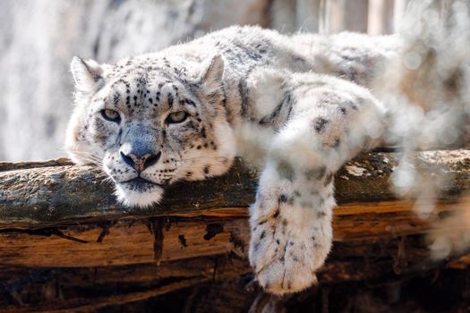 beautiful cat snow leopard - Irbis, Uncia uncia, endangered species in world
