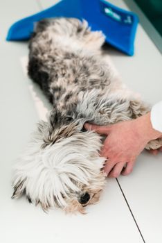Yorkshire terrier in clinic for check-up