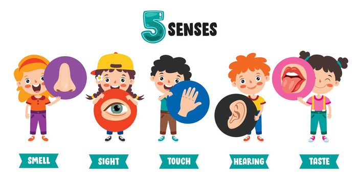 Five Senses Concept With Human Organs