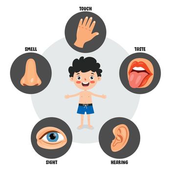 Five Senses Concept With Human Organs