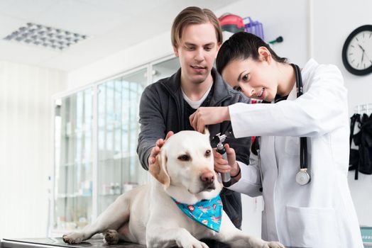 Female veterinarian examining ear of labrador