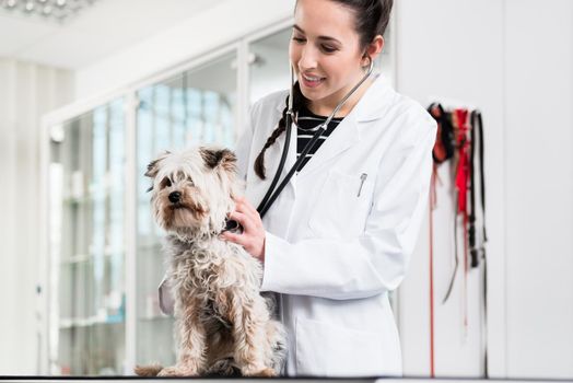 Doctor doing check-up of yorkshire terrier