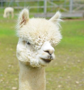 Alpaca is a domesticated species of South American camelid.