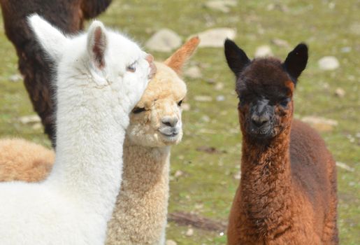 Alpaca is a domesticated species of South American camelid.