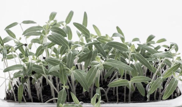 Growing tomato seedlings after sowing in small containers