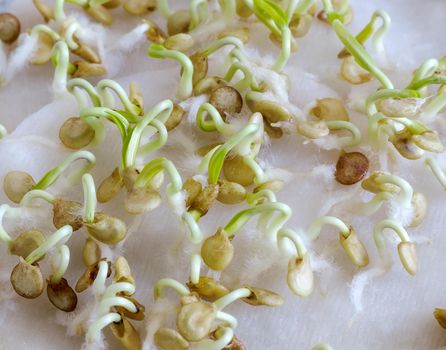 Sprouting seeds of bell pepper for seedlings