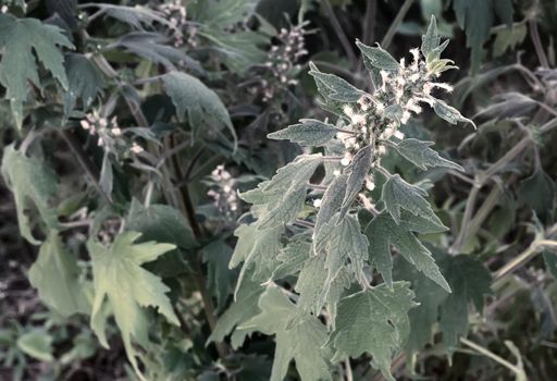Motherwort - a medicinal plant with a calming effect