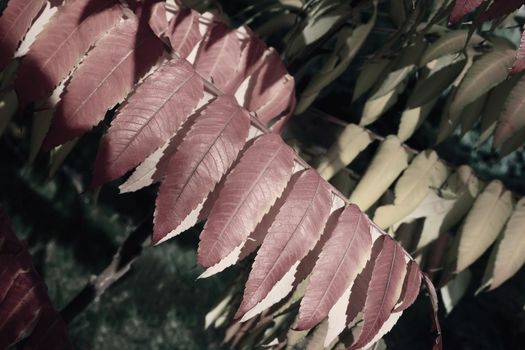 Beautiful ornamental deciduous plant in the fall called sumac
