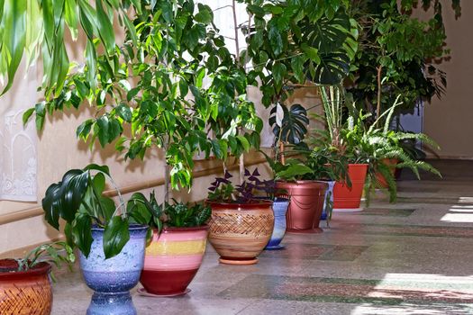 A variety of indoor plants in beautiful pots.