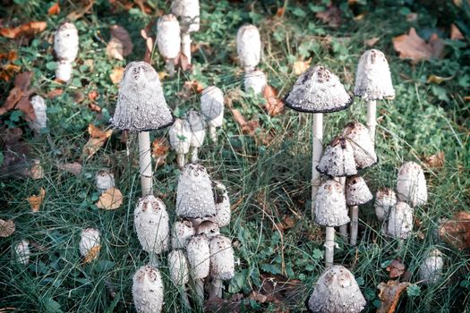 Non-edible poisonous mushrooms toadstools.