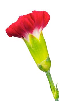  One carnation flower