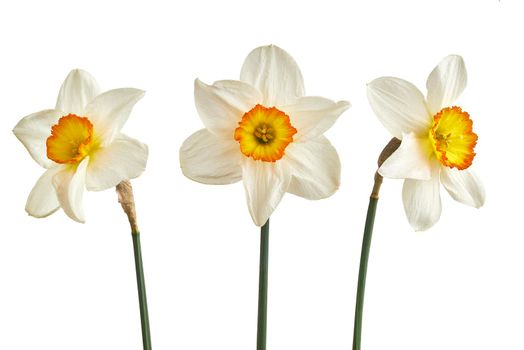 Three narcissus isolated