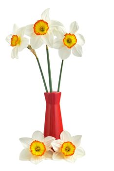 Five narcissus and vase isolated