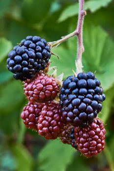 The ripening blackberries