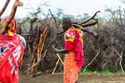 Massai man collecting firewood
