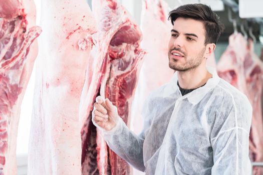 Veterinary at meat inspection in slaughterhouse 