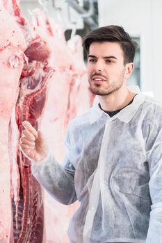 Veterinary at meat inspection in slaughterhouse 