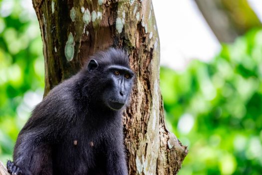 Celebes crested macaque also known as the crested black macaque, Sulawesi crested macaque, or the black ape Macaca. 